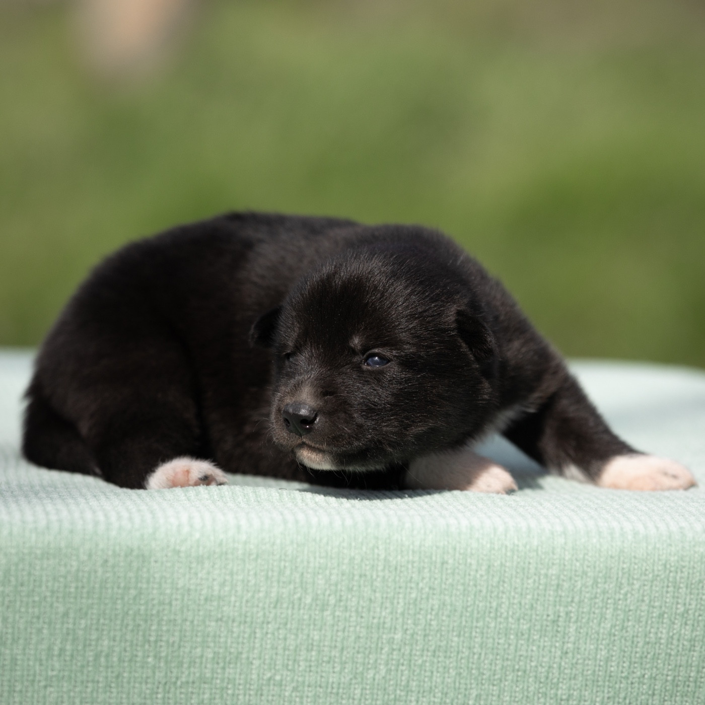 Of Umok's Dreams - Chiots disponibles - Siberian Husky