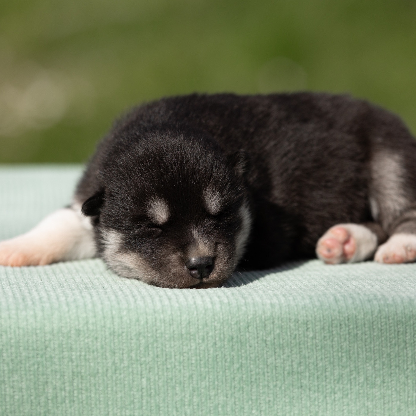 Of Umok's Dreams - Chiots disponibles - Siberian Husky