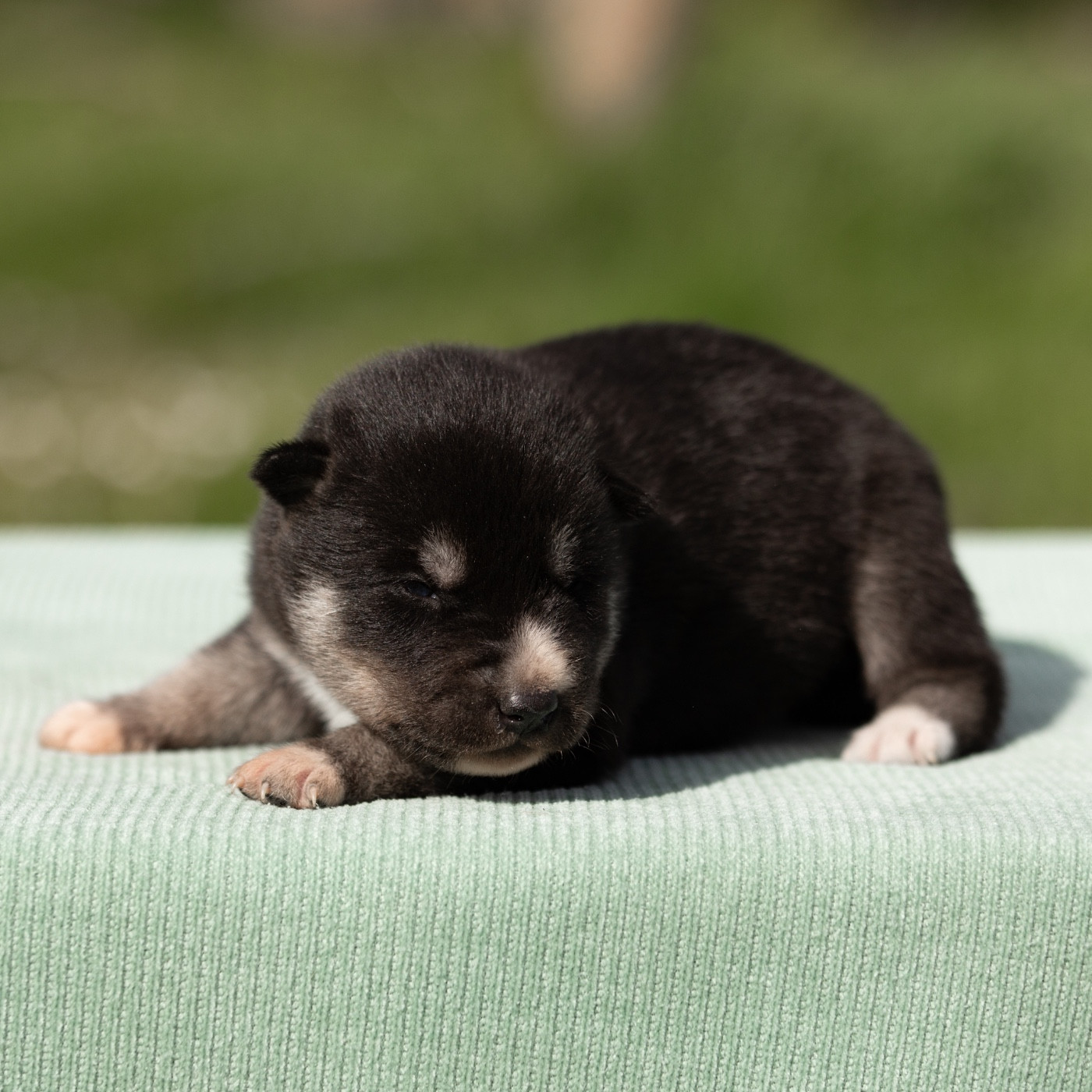 Of Umok's Dreams - Chiots disponibles - Siberian Husky