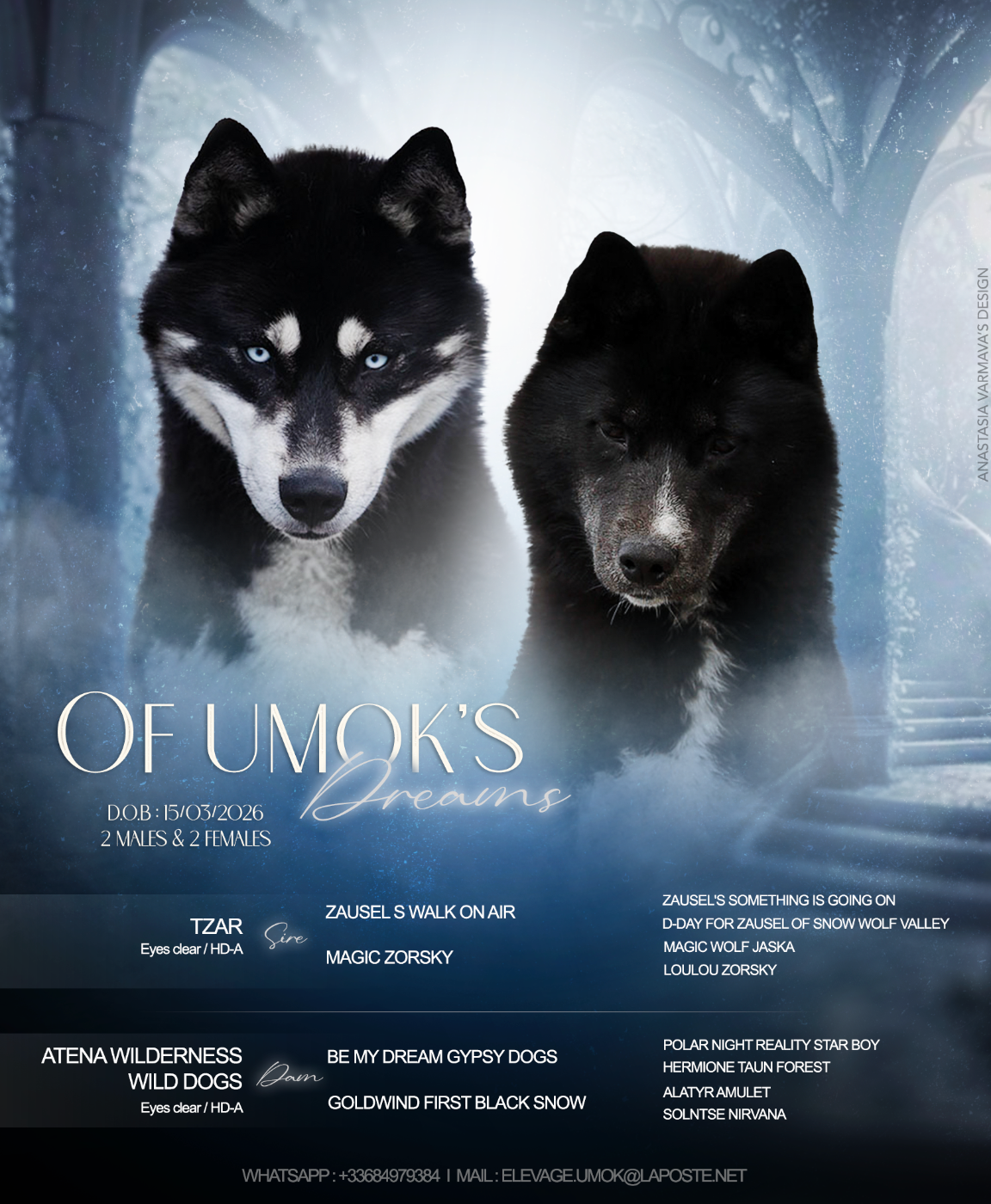 Chiot Siberian Husky Of Umok's Dreams