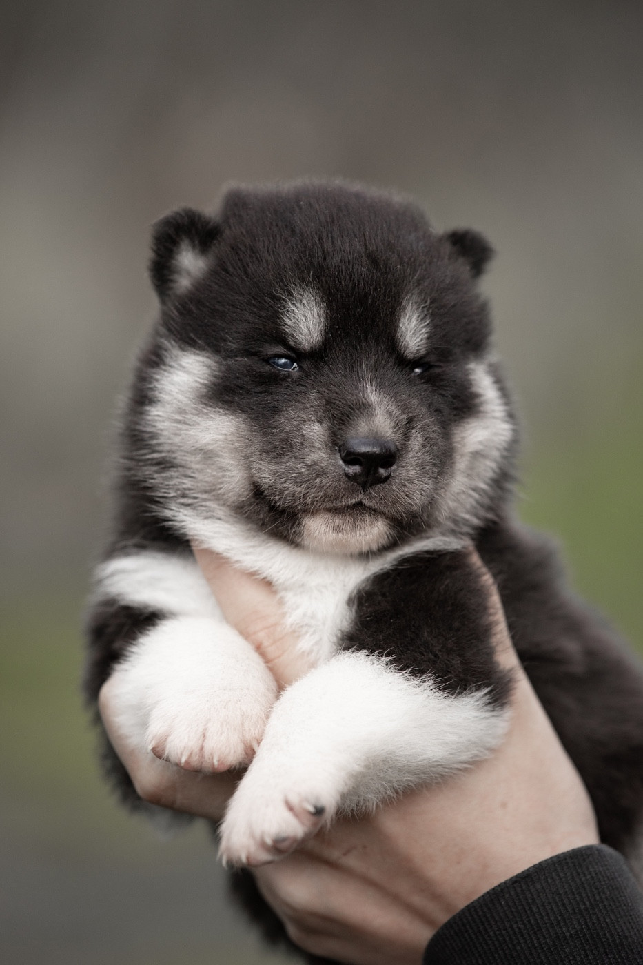 Of Umok's Dreams - Chiots disponibles - Siberian Husky