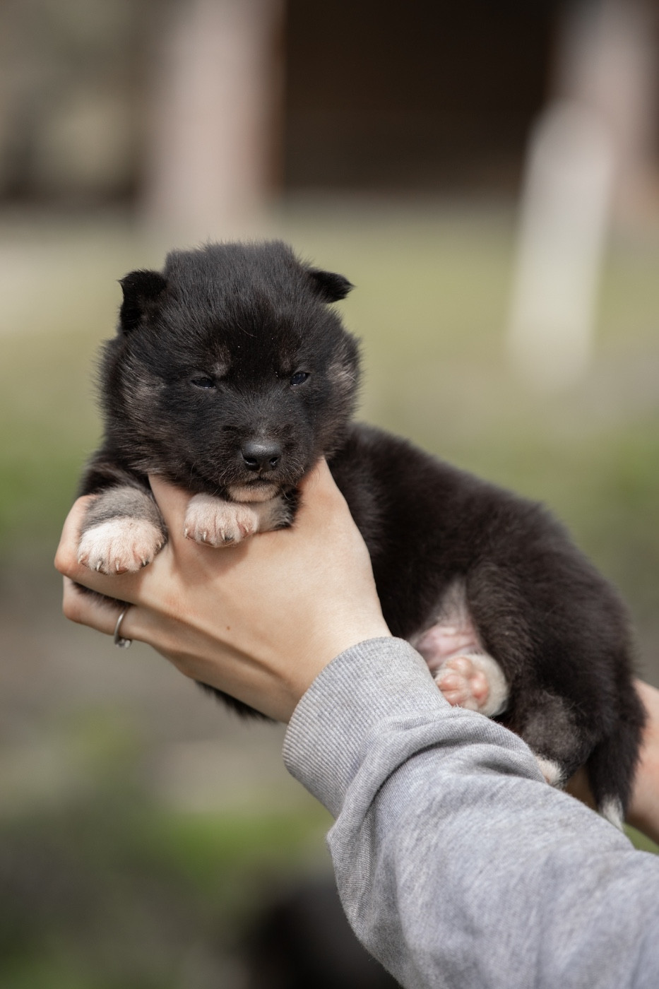 Of Umok's Dreams - Chiots disponibles - Siberian Husky