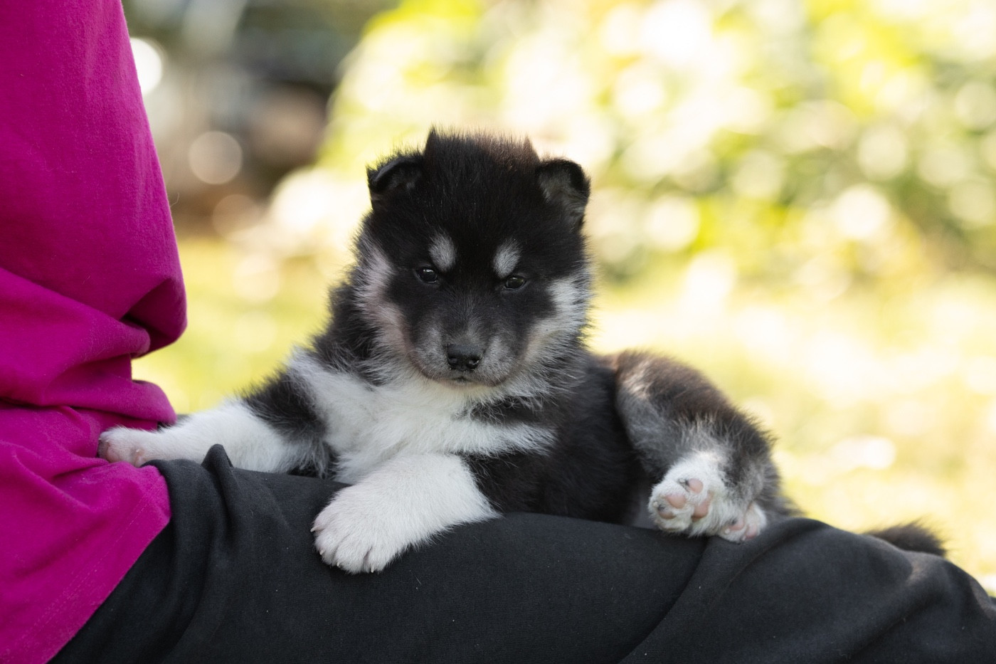 Of Umok's Dreams - Chiots disponibles - Siberian Husky
