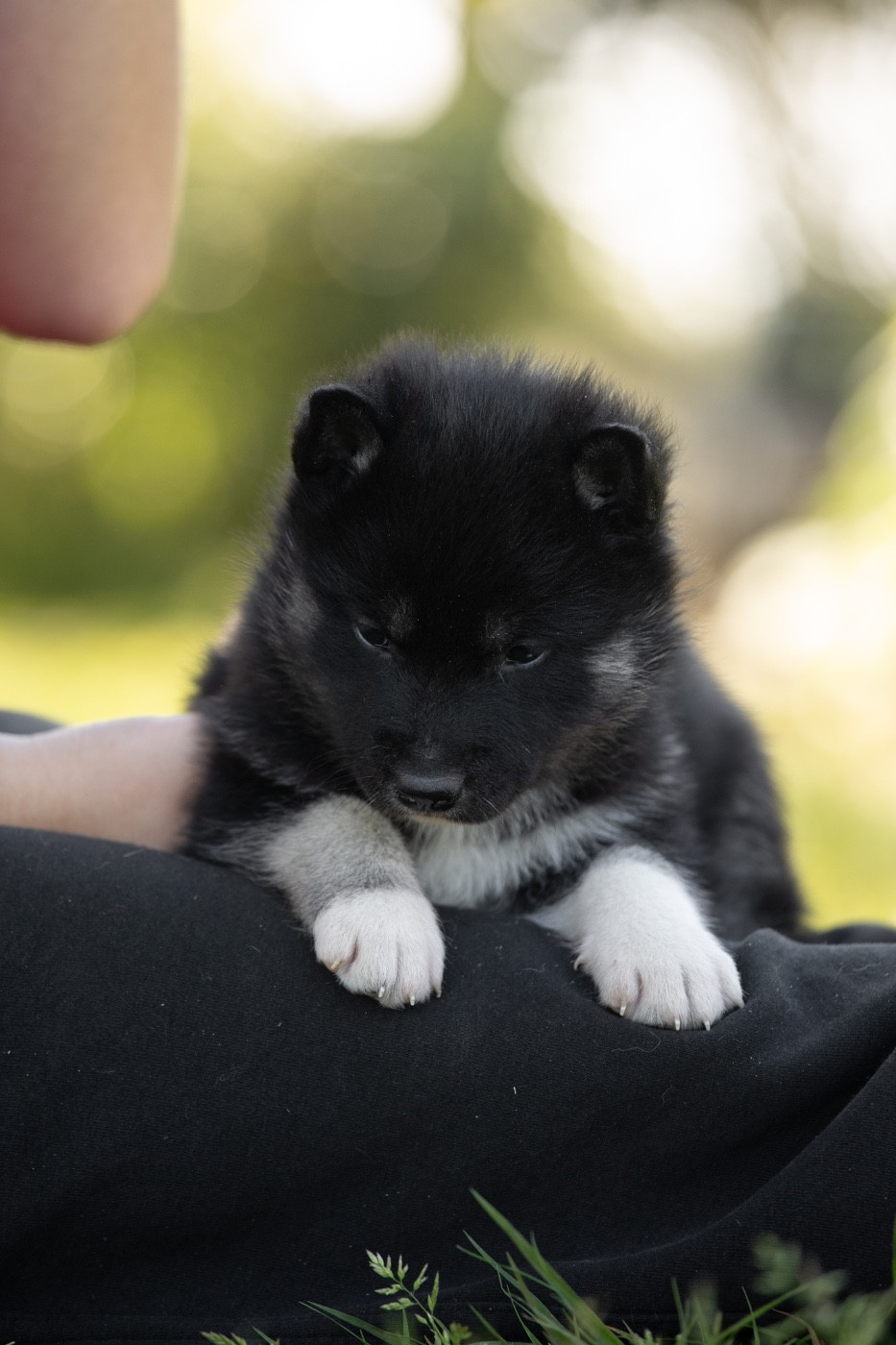 Of Umok's Dreams - Chiots disponibles - Siberian Husky