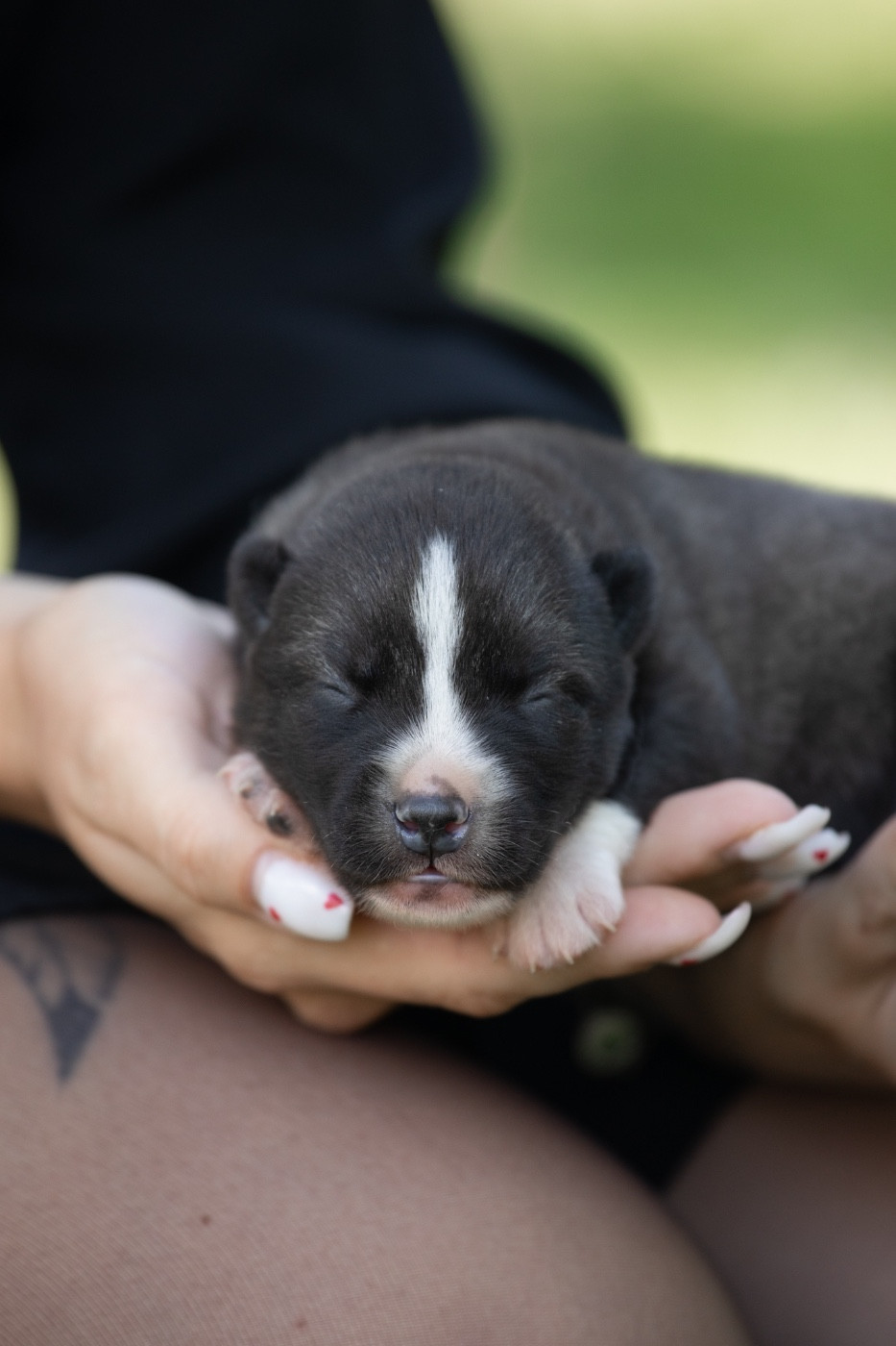 Of Umok's Dreams - Chiots disponibles - Siberian Husky