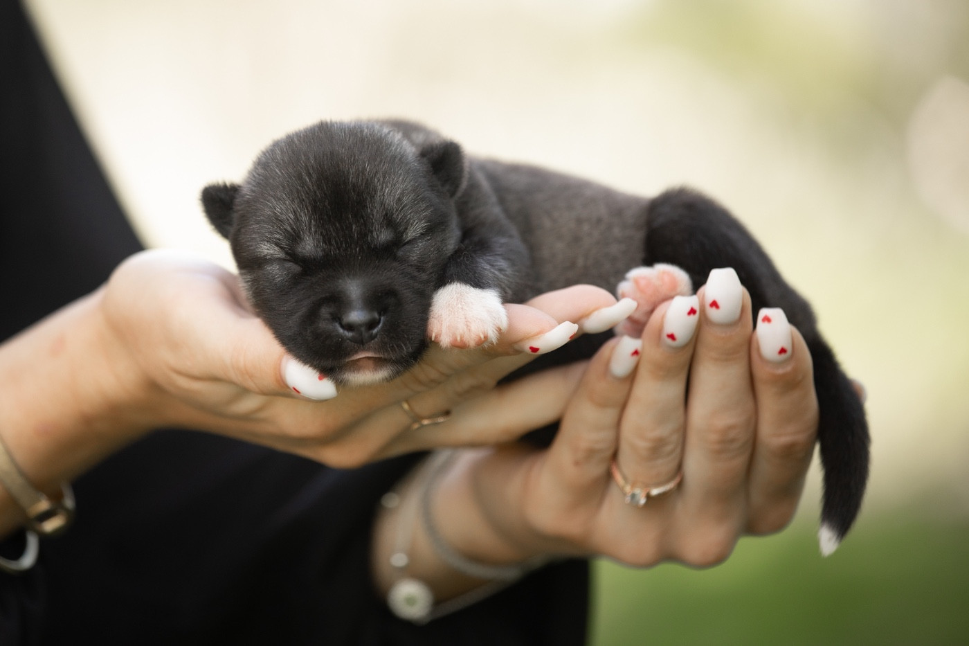 Of Umok's Dreams - Chiots disponibles - Siberian Husky