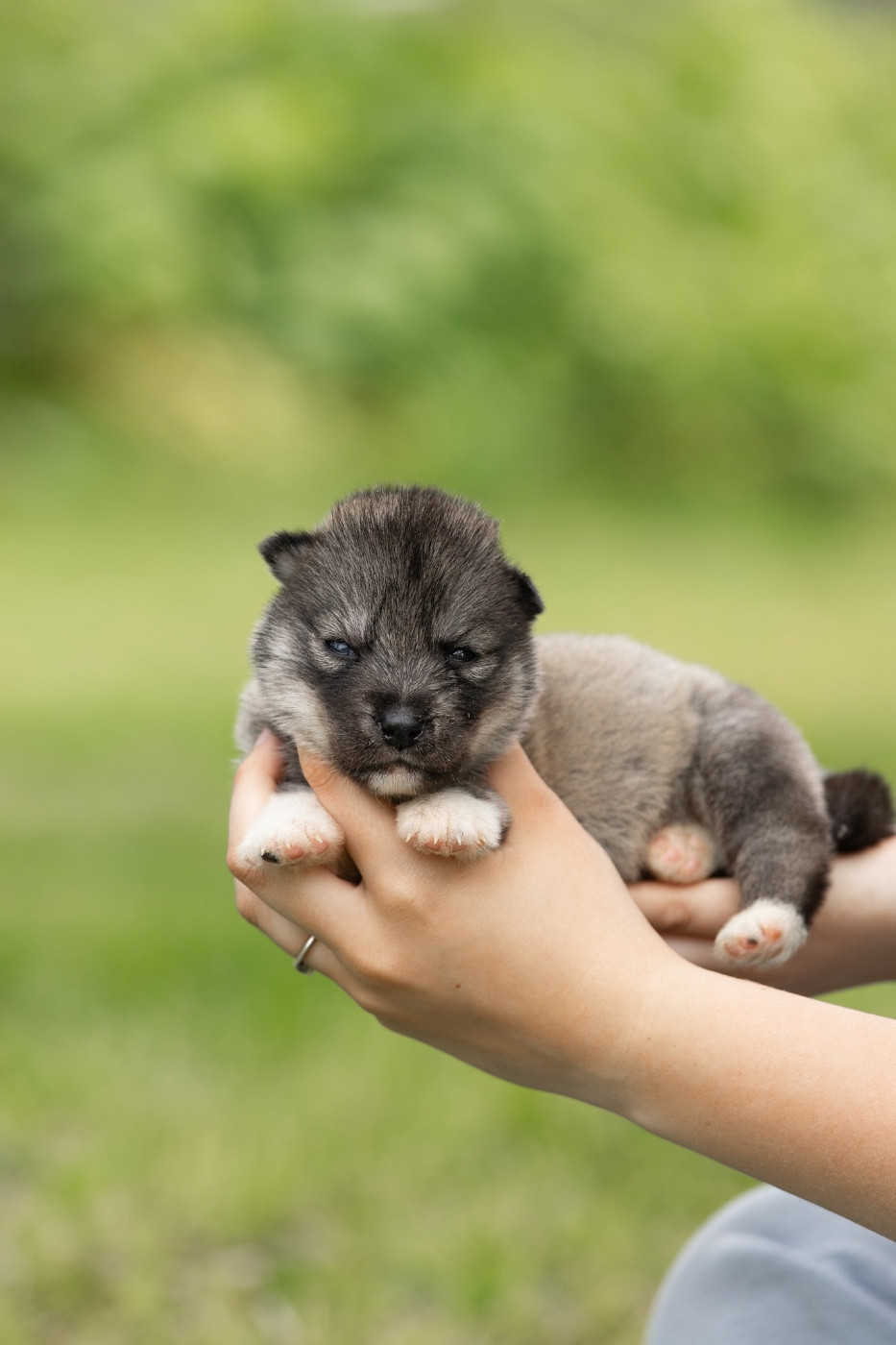 Of Umok's Dreams - Chiots disponibles - Siberian Husky