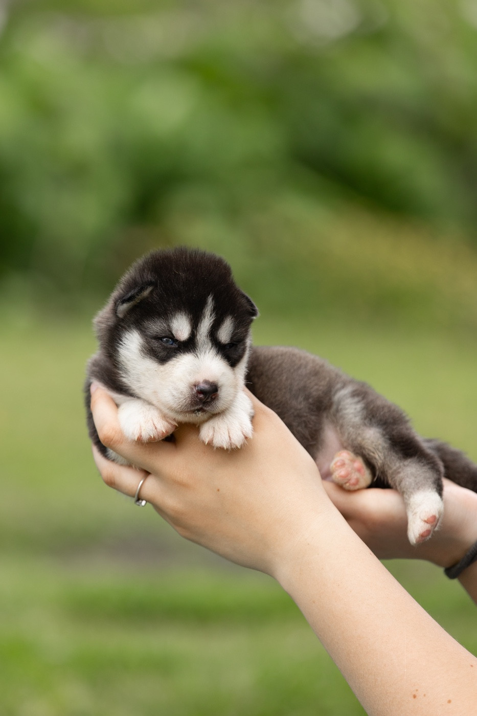 Of Umok's Dreams - Chiots disponibles - Siberian Husky