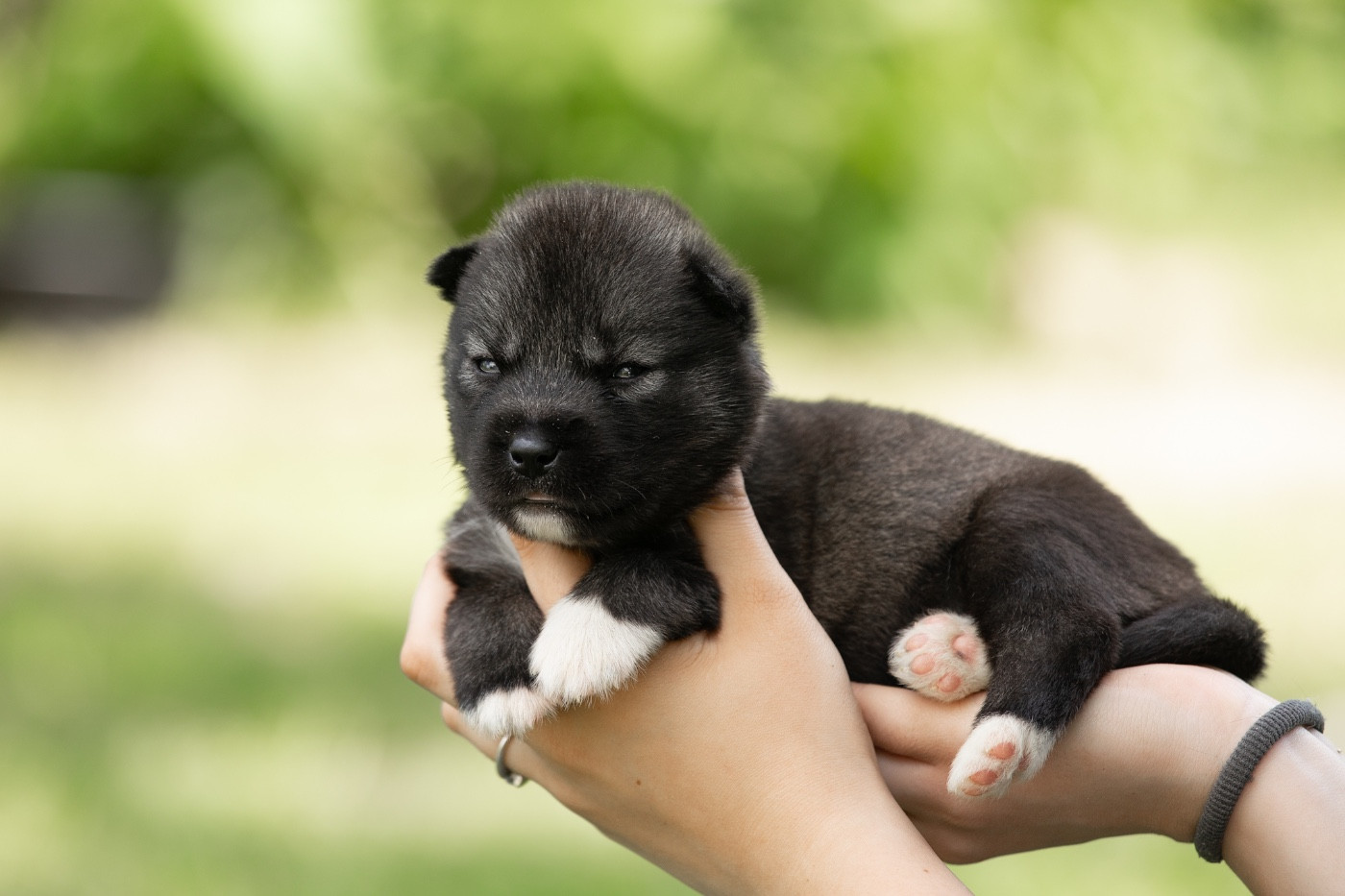 Of Umok's Dreams - Chiots disponibles - Siberian Husky