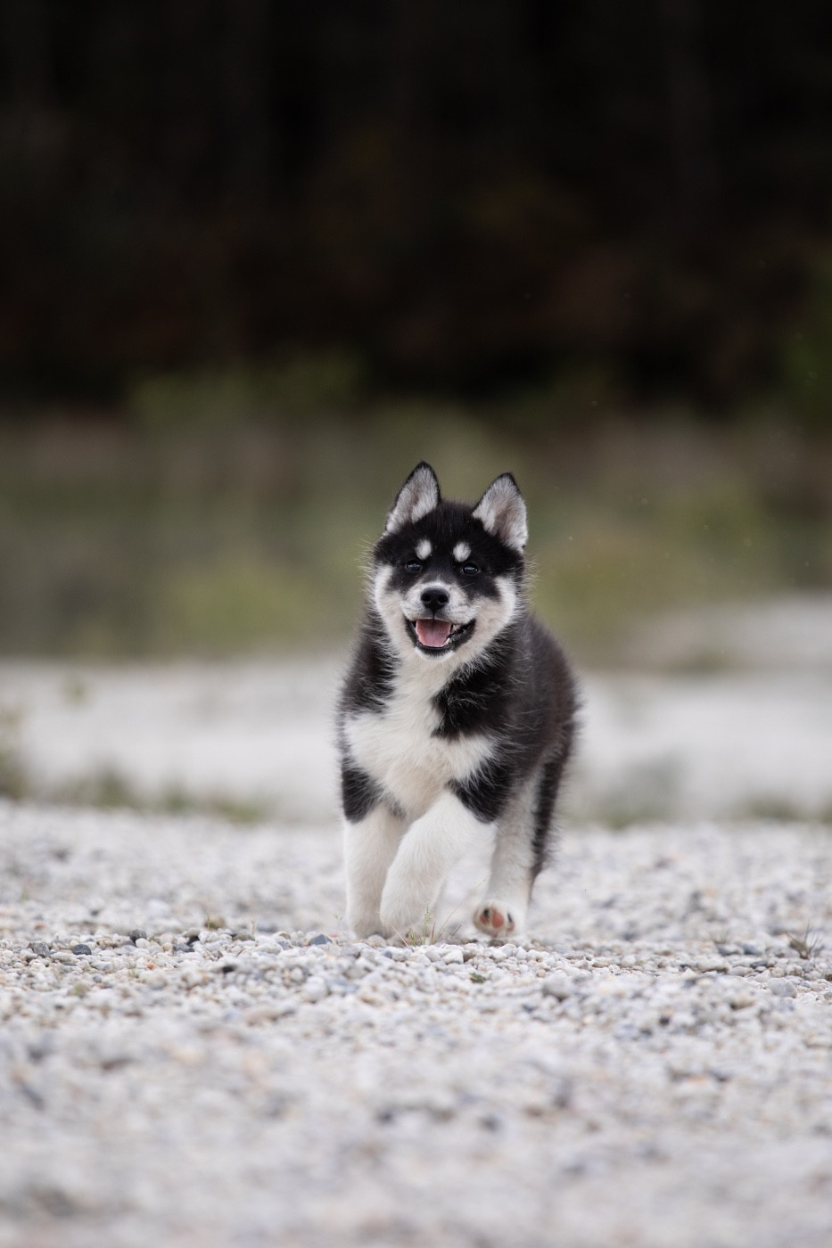 Of Umok's Dreams - Chiots disponibles - Siberian Husky