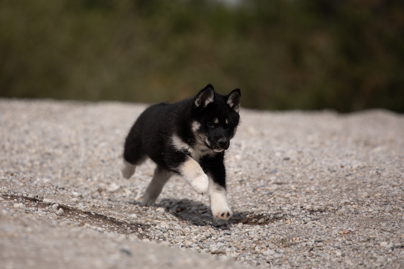 Of Umok's Dreams - Chiots disponibles - Siberian Husky