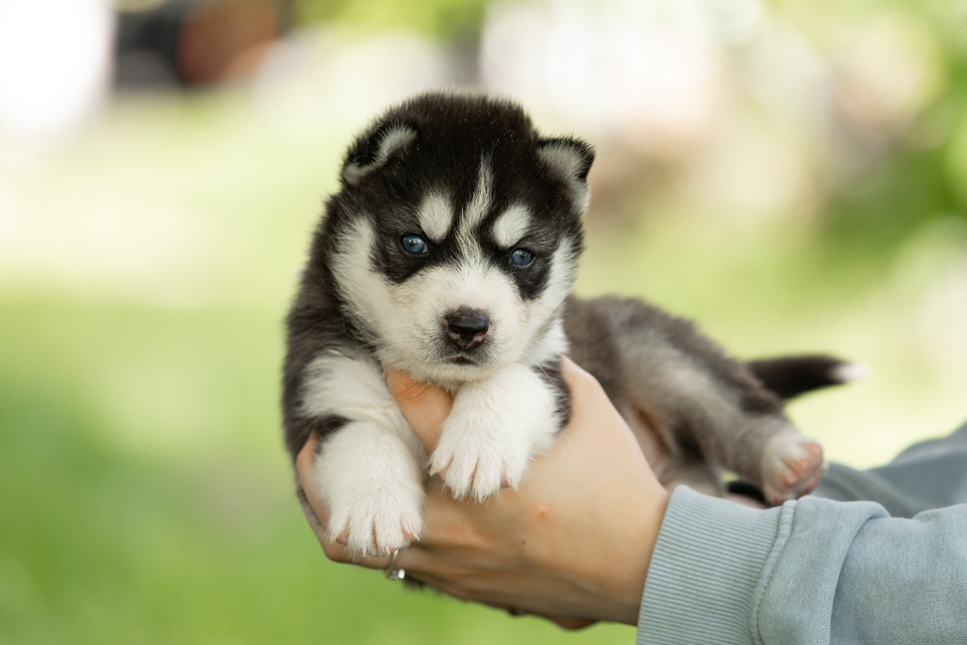 Of Umok's Dreams - Chiots disponibles - Siberian Husky