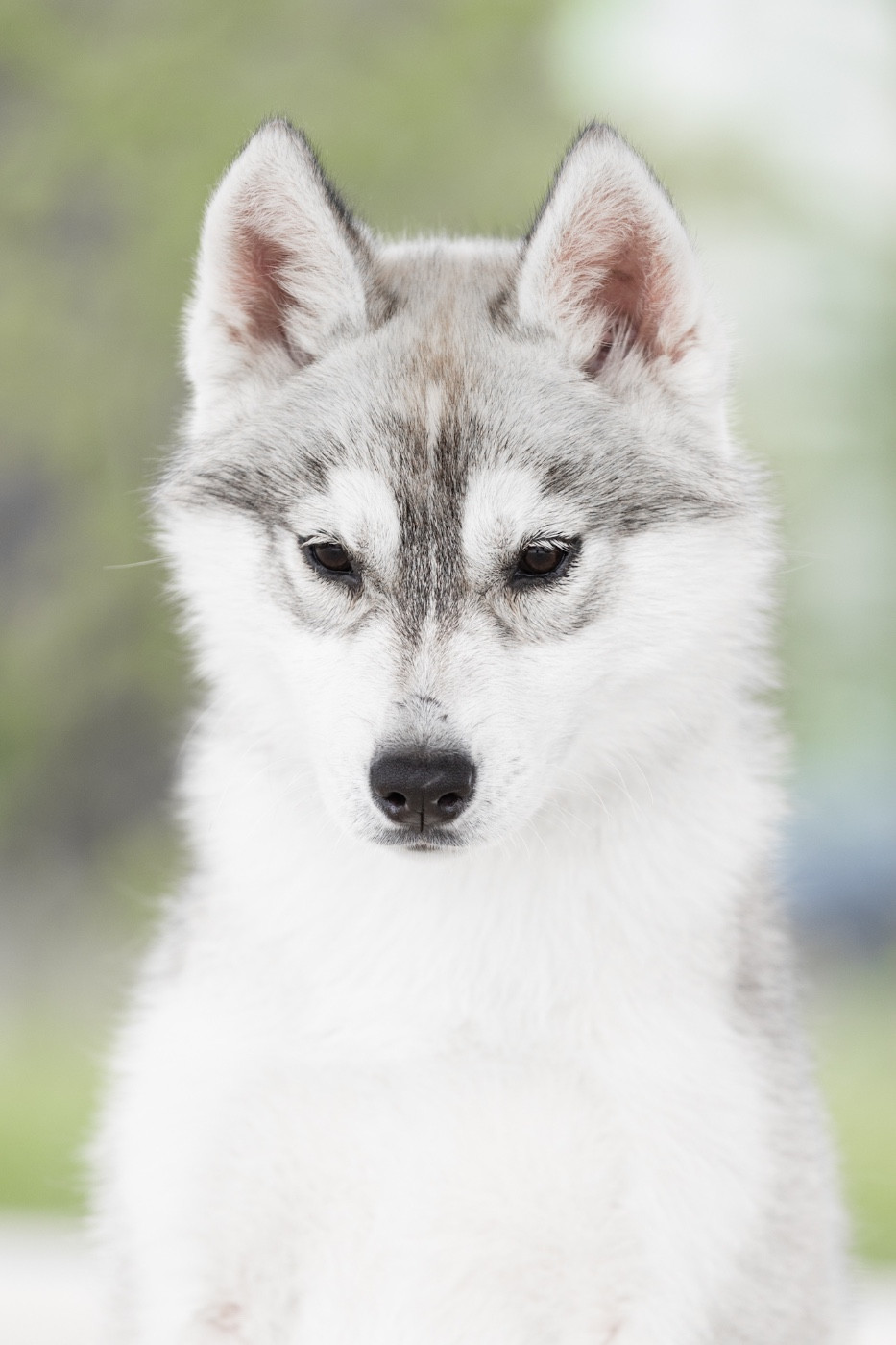Of Umok's Dreams - Chiots disponibles - Siberian Husky