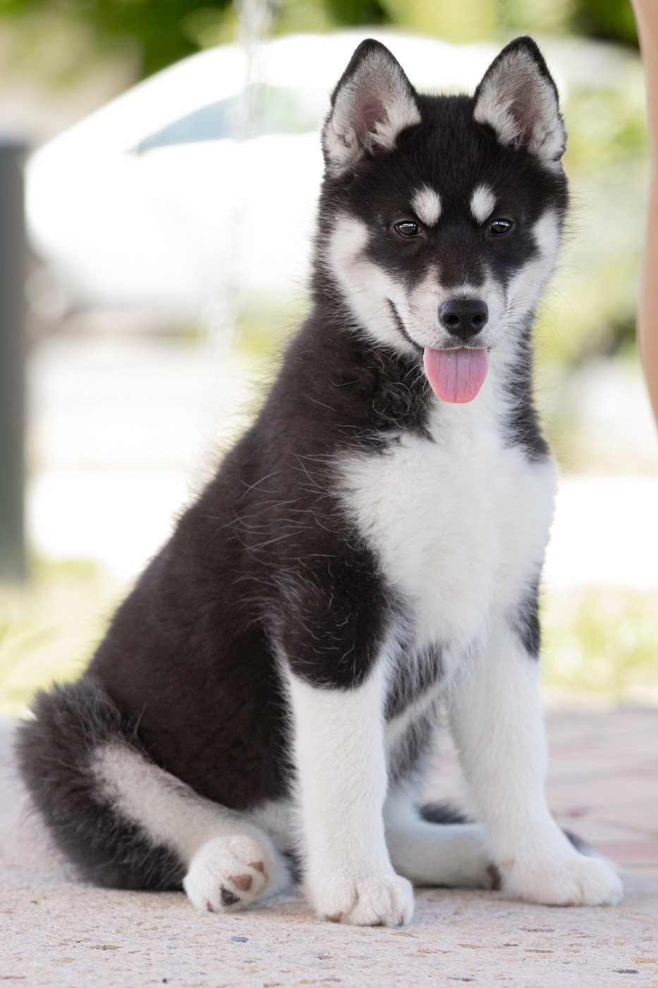 Of Umok's Dreams - Chiots disponibles - Siberian Husky