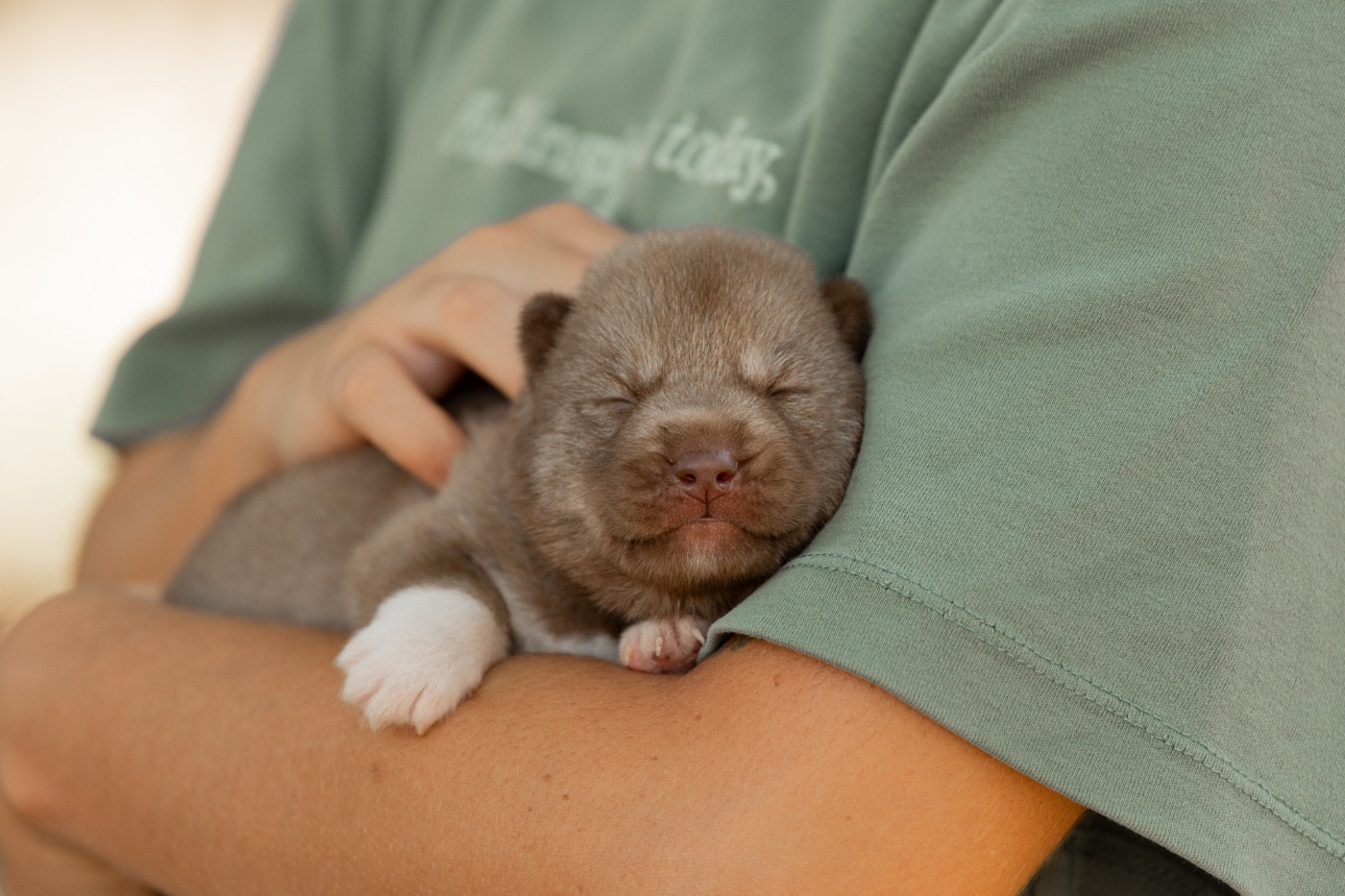 Of Umok's Dreams - Chiots disponibles - Siberian Husky