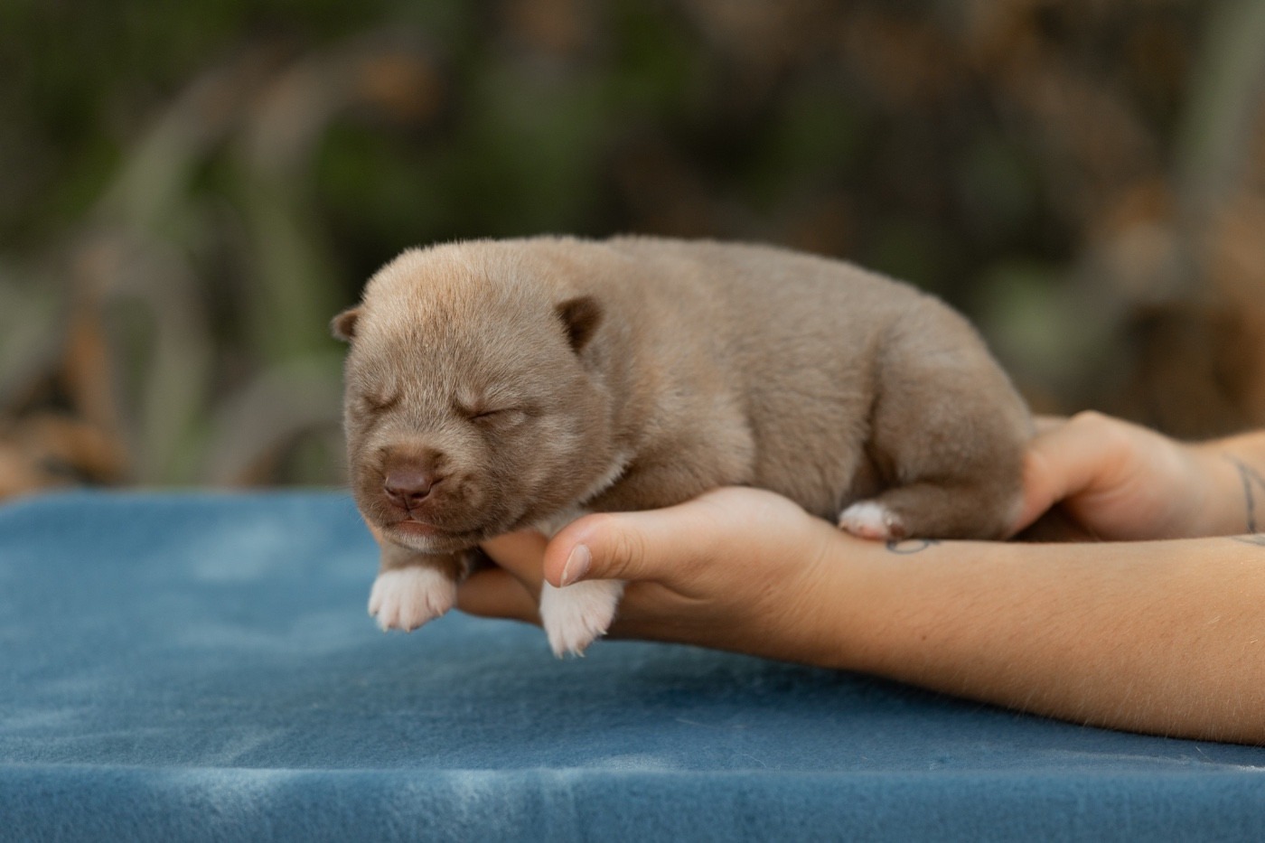 Of Umok's Dreams - Chiots disponibles - Siberian Husky