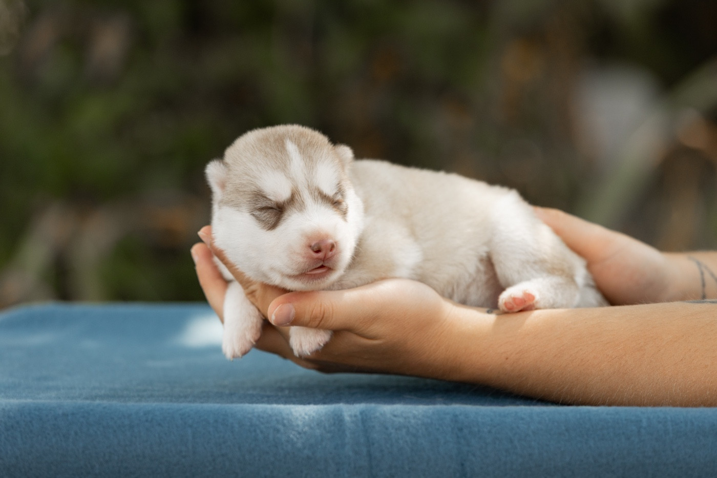 Of Umok's Dreams - Chiots disponibles - Siberian Husky
