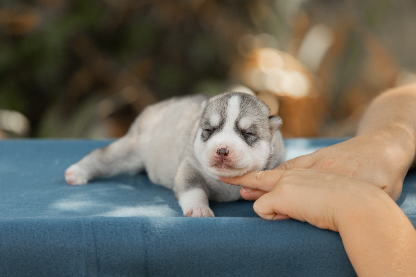 Of Umok's Dreams - Chiots disponibles - Siberian Husky