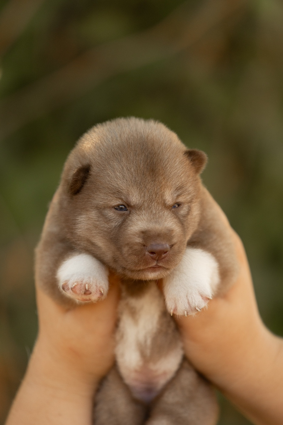 Of Umok's Dreams - Chiots disponibles - Siberian Husky