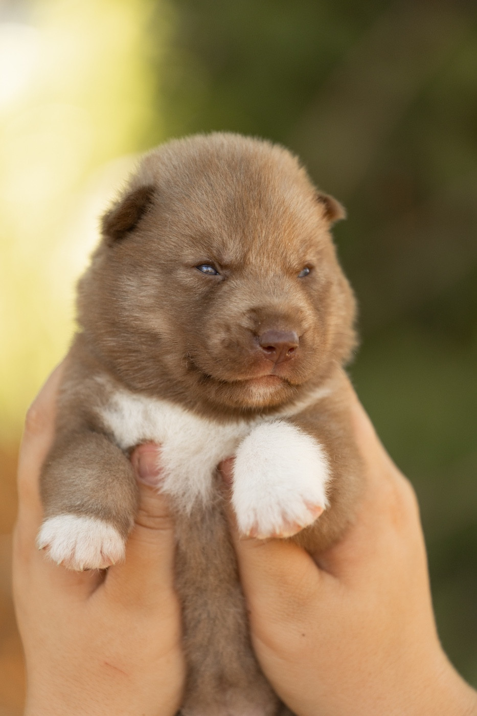 Of Umok's Dreams - Chiots disponibles - Siberian Husky