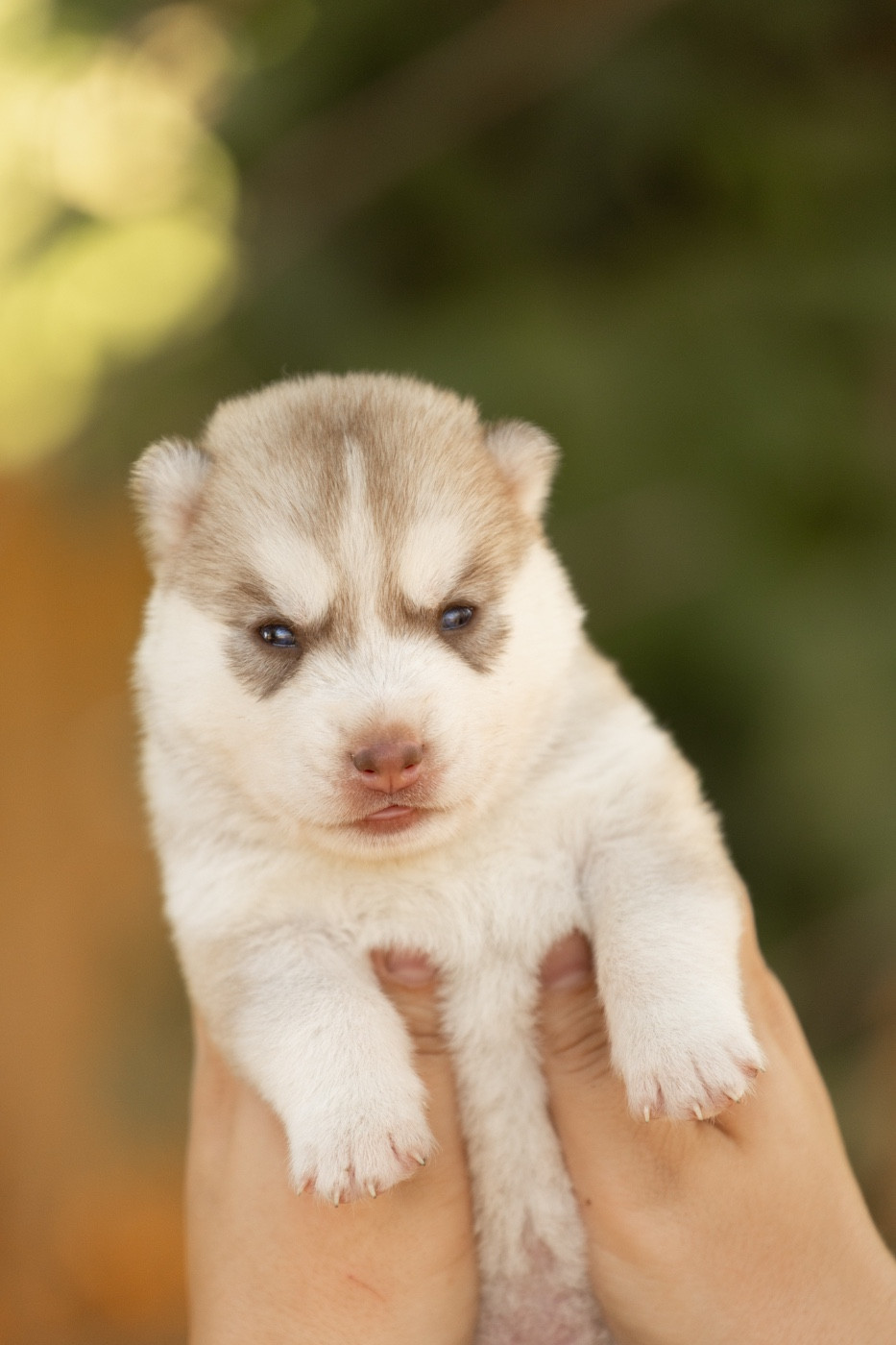 Of Umok's Dreams - Chiots disponibles - Siberian Husky