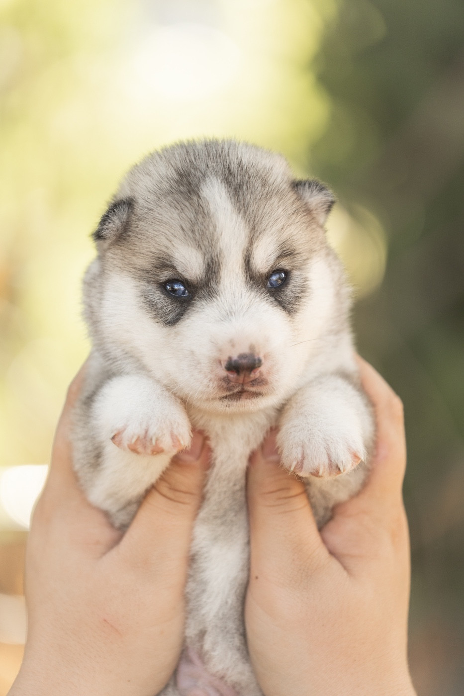 Of Umok's Dreams - Chiots disponibles - Siberian Husky