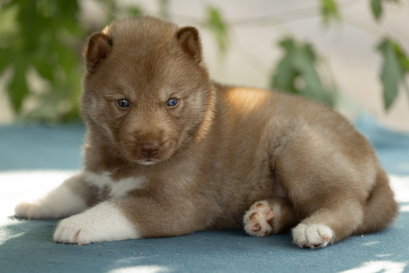 Of Umok's Dreams - Chiots disponibles - Siberian Husky
