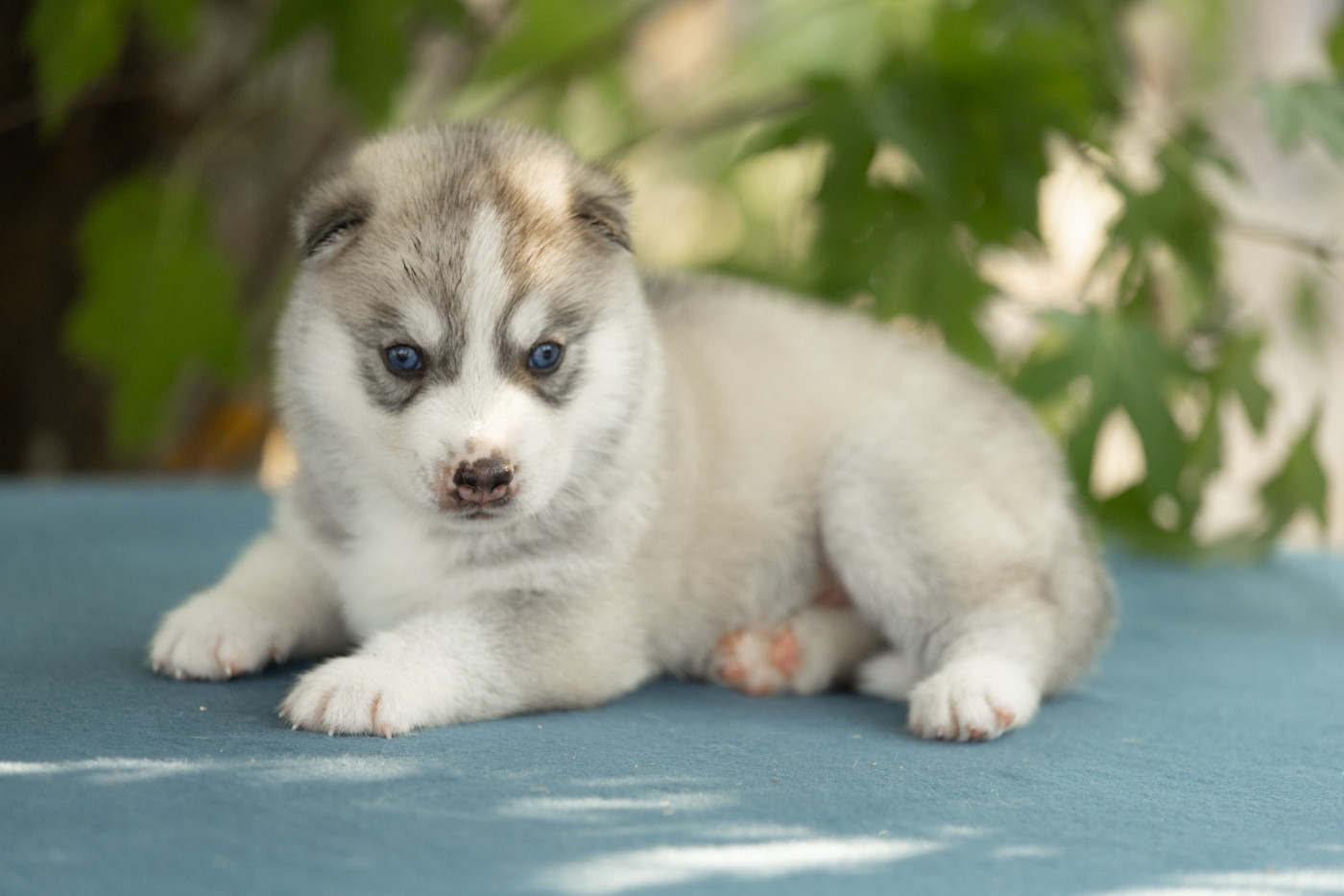 Of Umok's Dreams - Chiots disponibles - Siberian Husky