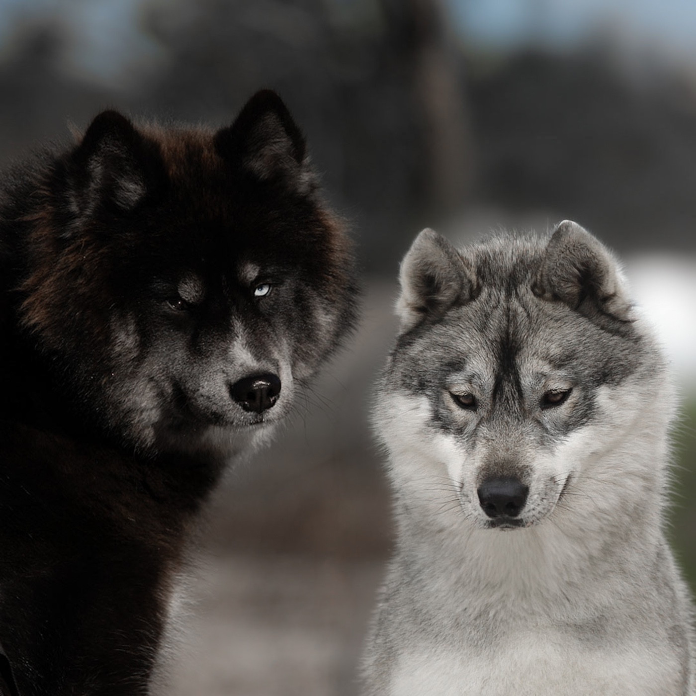 Chiot Siberian Husky Of Umok's Dreams