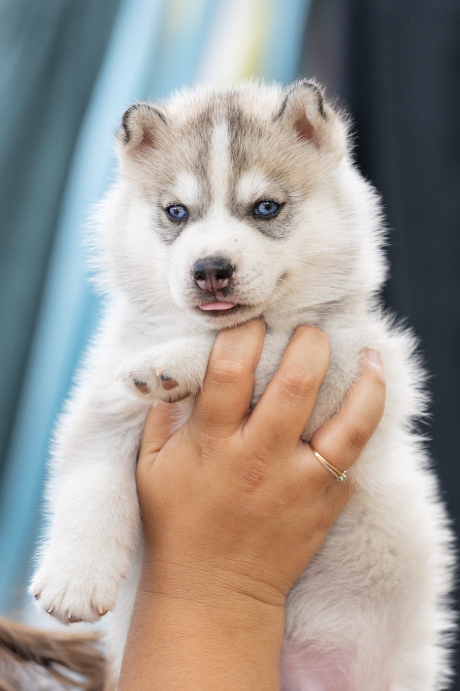 Of Umok's Dreams - Chiots disponibles - Siberian Husky