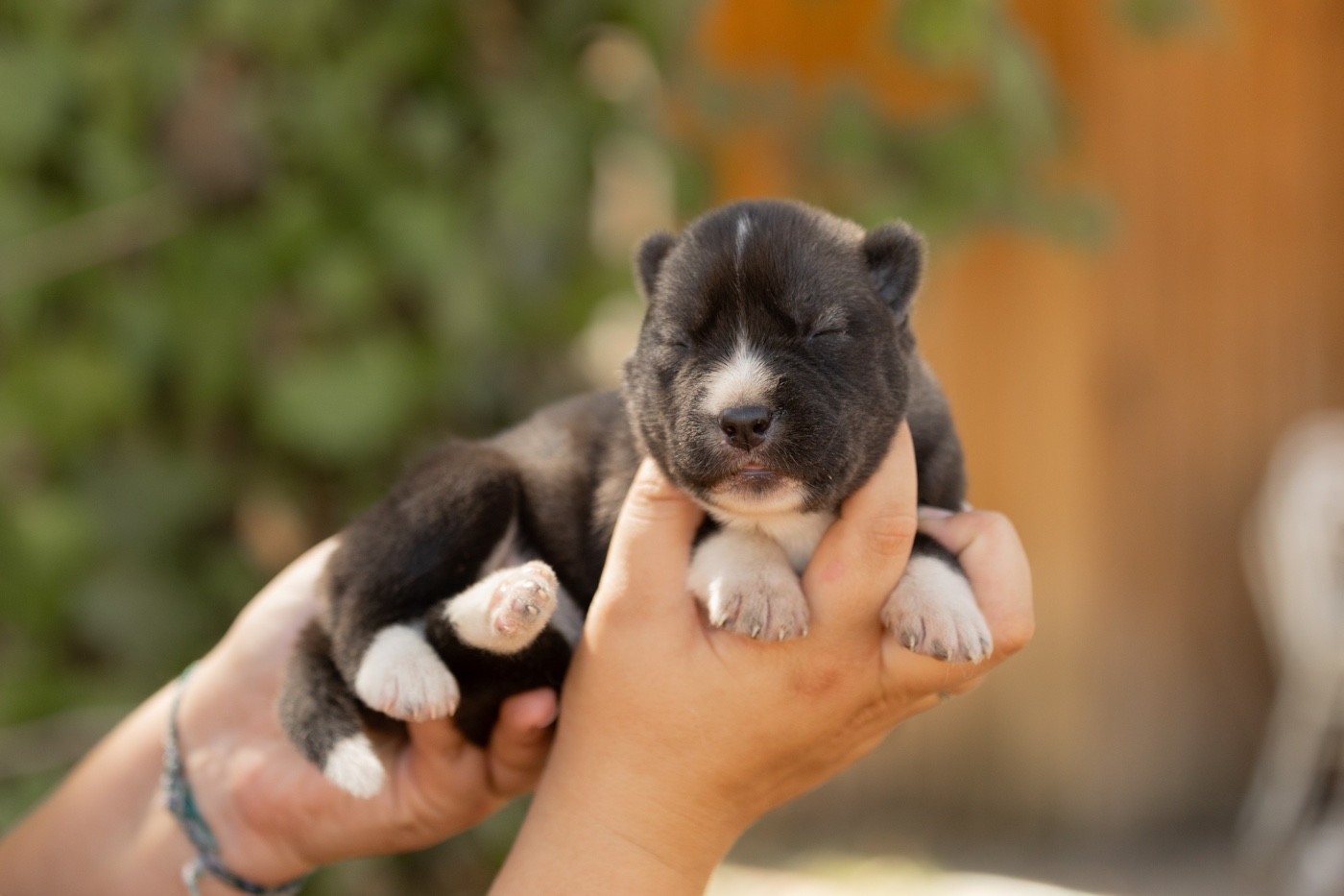Of Umok's Dreams - Chiots disponibles - Siberian Husky