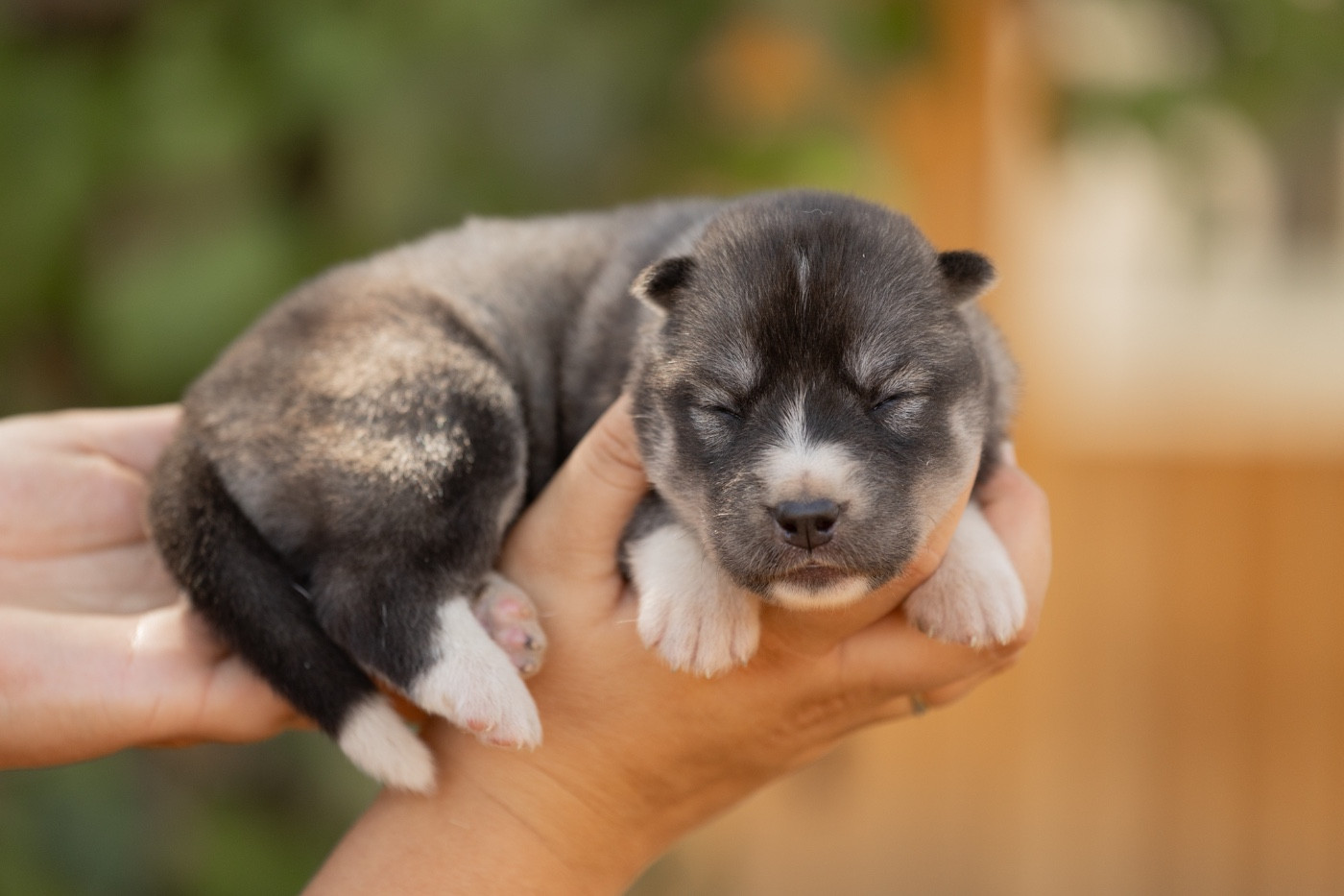 Of Umok's Dreams - Chiots disponibles - Siberian Husky