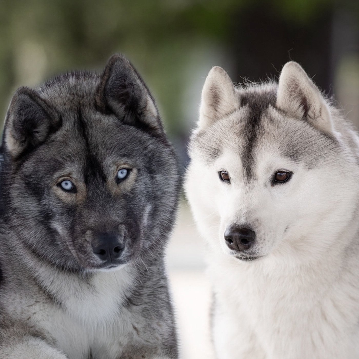 Chiot Siberian Husky Of Umok's Dreams