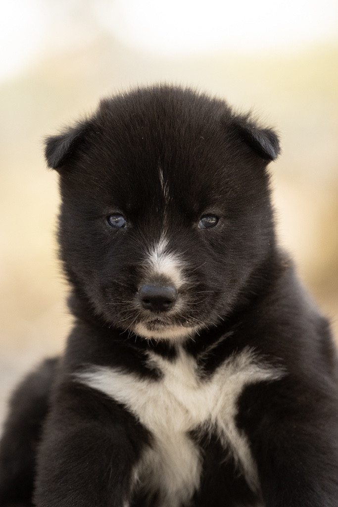 Of Umok's Dreams - Chiots disponibles - Siberian Husky