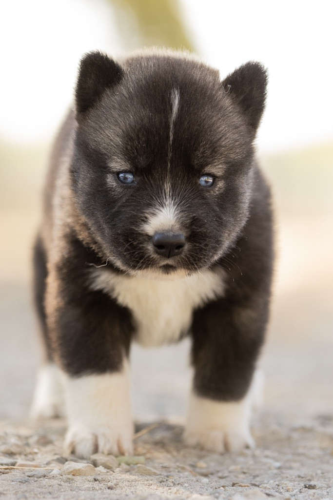 Of Umok's Dreams - Chiots disponibles - Siberian Husky