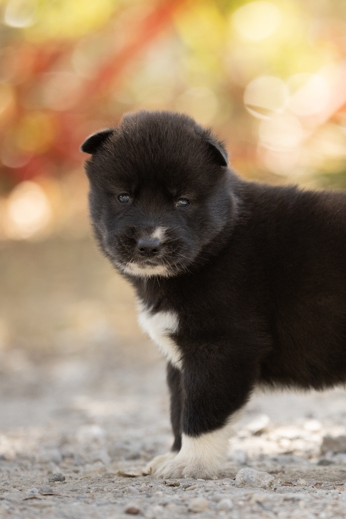 Of Umok's Dreams - Chiots disponibles - Siberian Husky