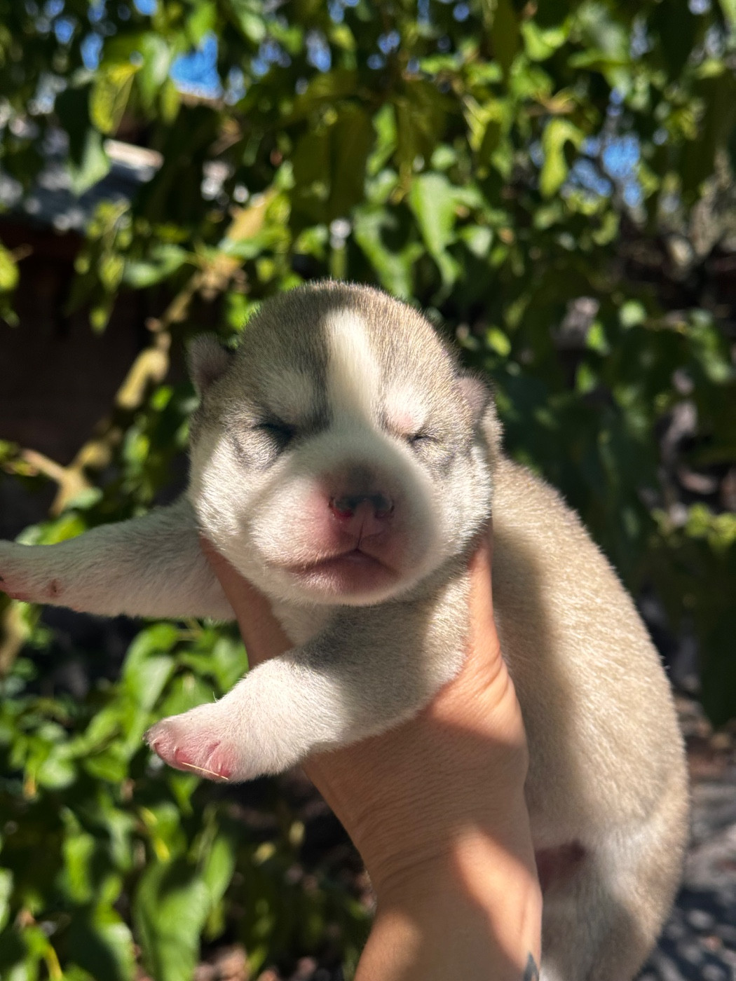 Of Umok's Dreams - Chiots disponibles - Siberian Husky
