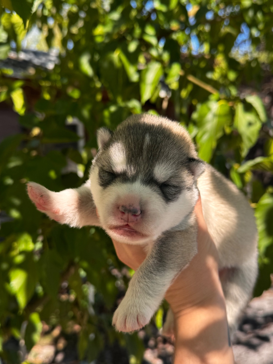Of Umok's Dreams - Chiots disponibles - Siberian Husky