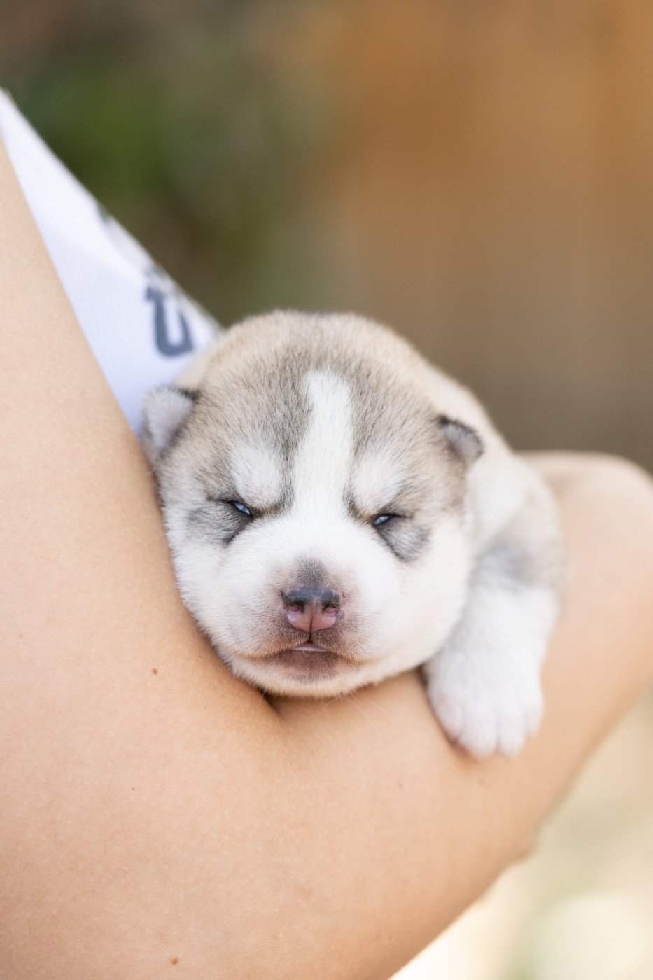 Of Umok's Dreams - Chiots disponibles - Siberian Husky