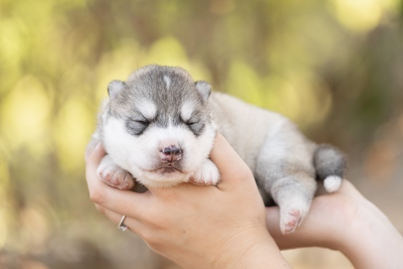 Of Umok's Dreams - Chiots disponibles - Siberian Husky