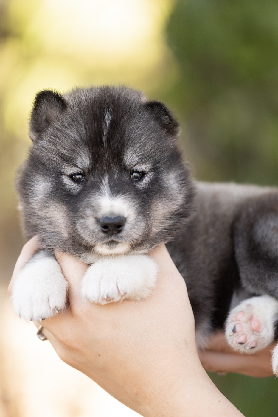 Of Umok's Dreams - Chiots disponibles - Siberian Husky
