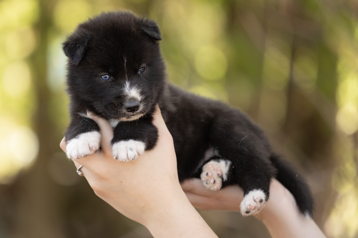 Of Umok's Dreams - Chiots disponibles - Siberian Husky