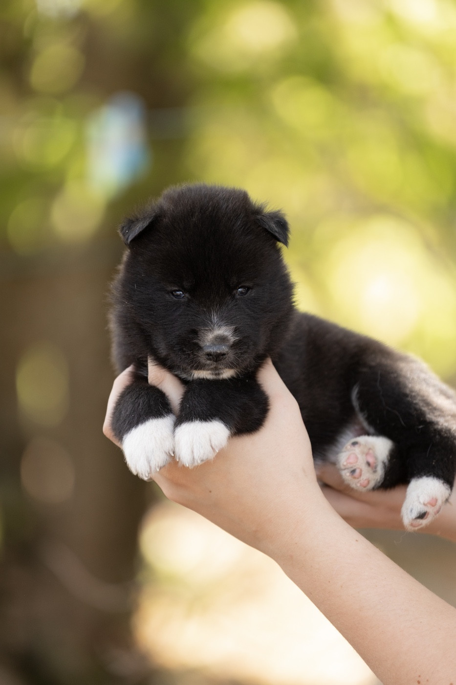 Of Umok's Dreams - Chiots disponibles - Siberian Husky
