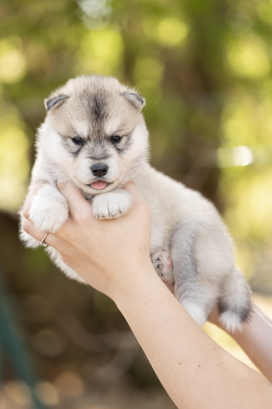 Of Umok's Dreams - Chiots disponibles - Siberian Husky
