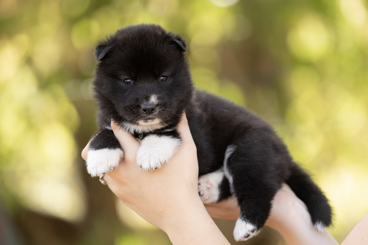 Of Umok's Dreams - Siberian Husky - Portée née le 25/08/2026
