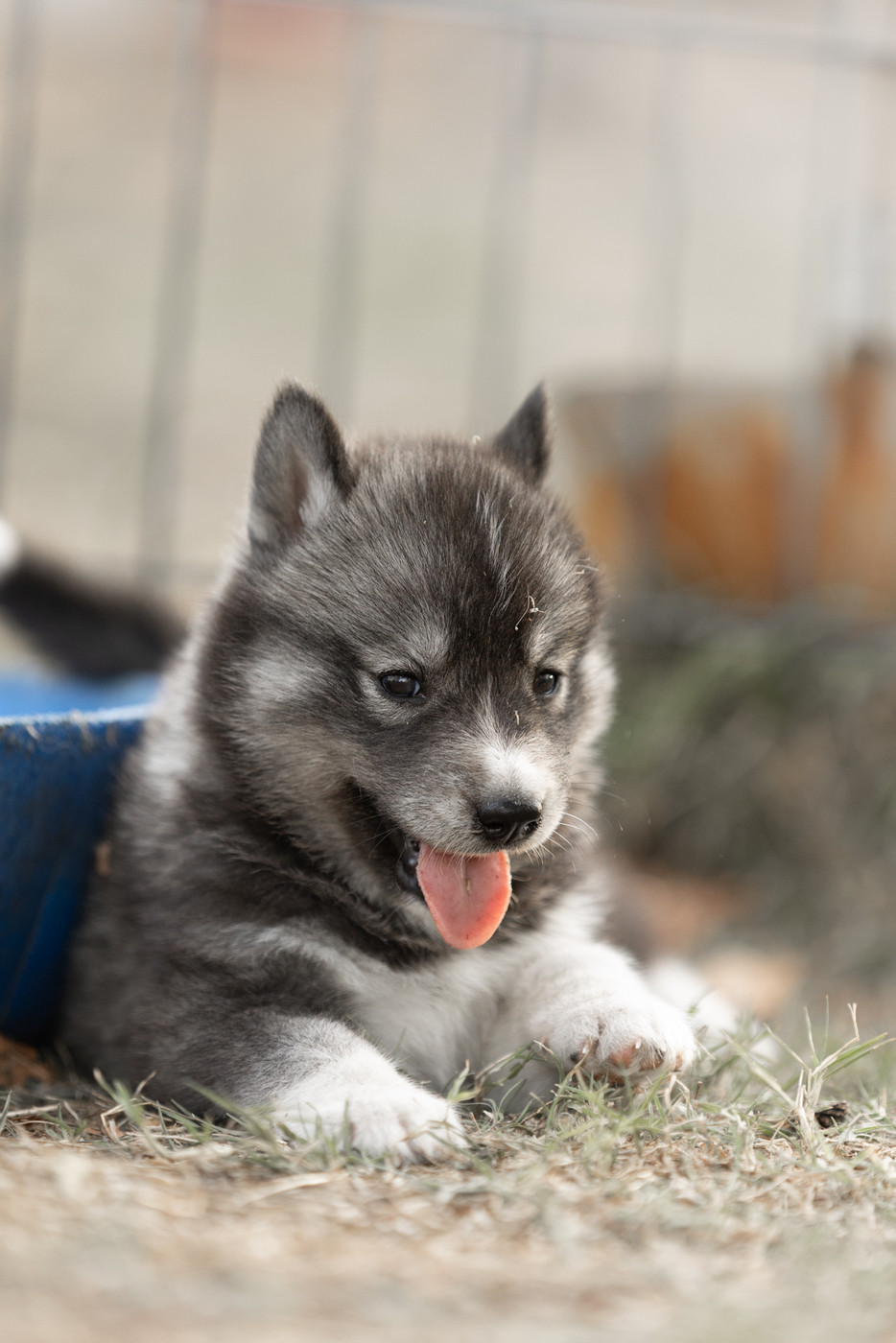 Of Umok's Dreams - Chiots disponibles - Siberian Husky