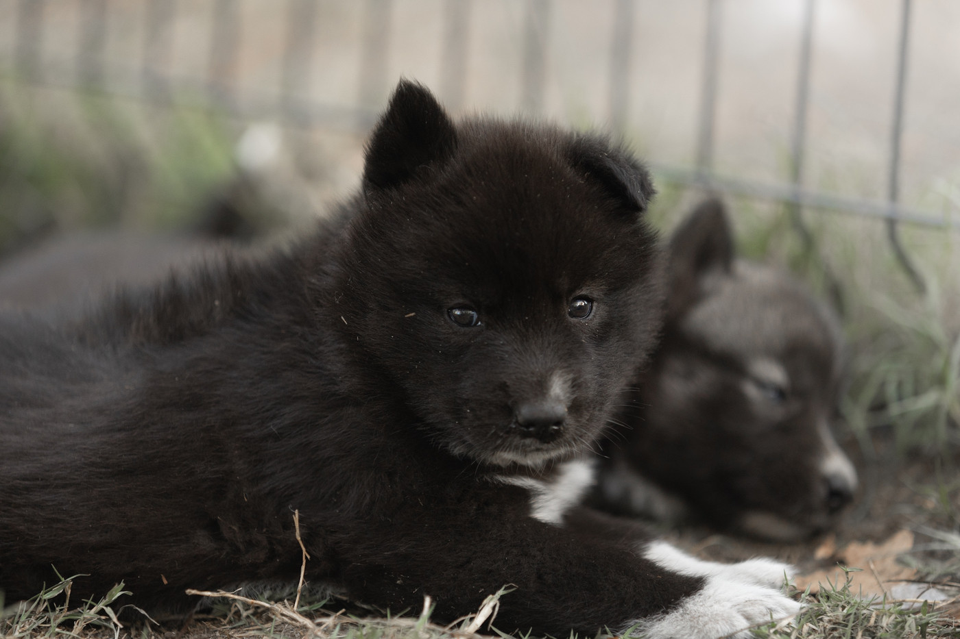Of Umok's Dreams - Chiots disponibles - Siberian Husky
