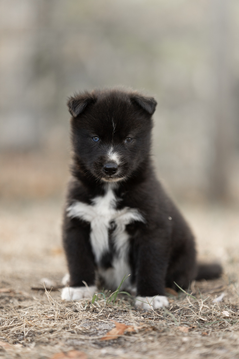 Of Umok's Dreams - Chiots disponibles - Siberian Husky