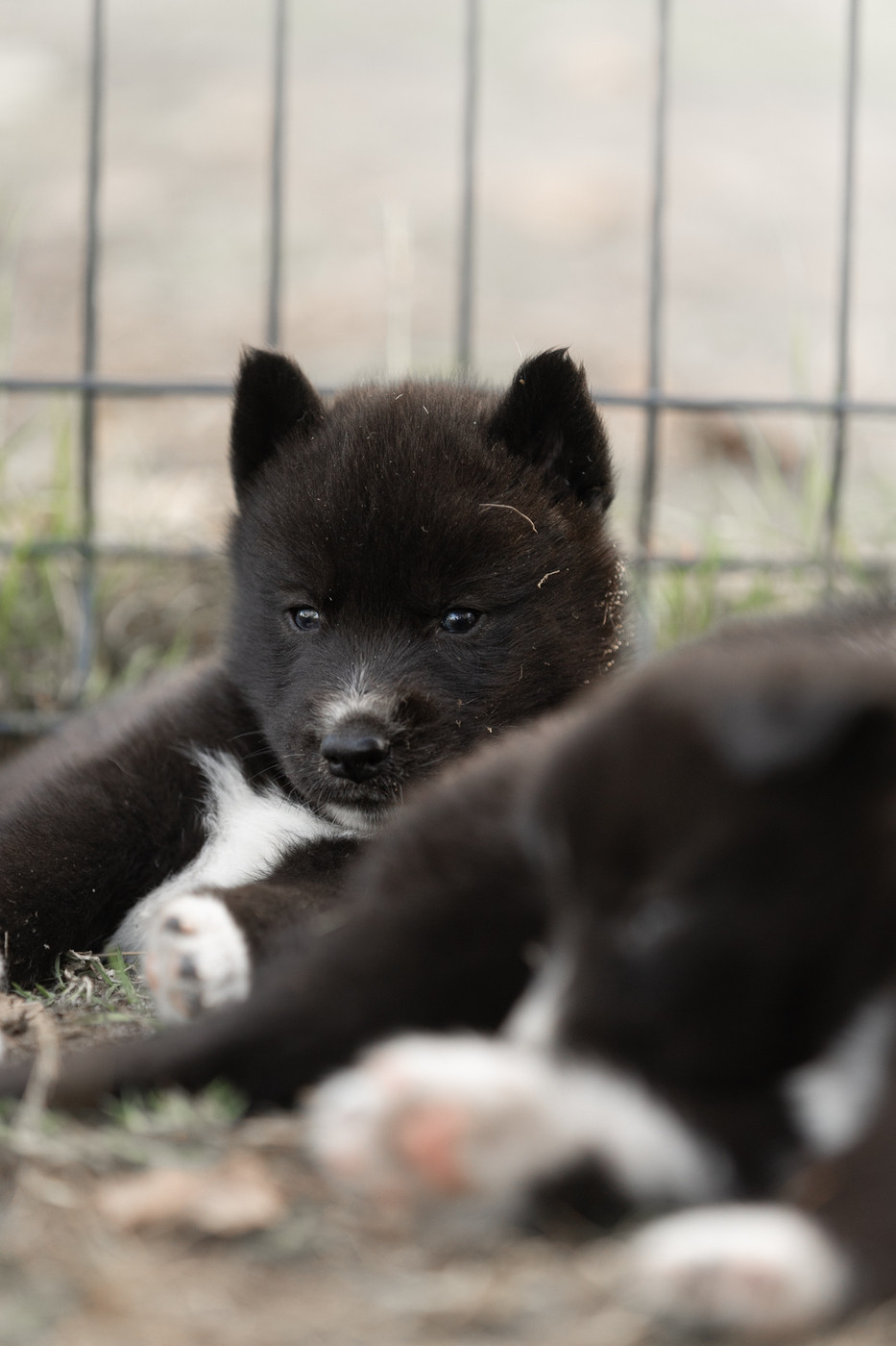 Of Umok's Dreams - Chiots disponibles - Siberian Husky