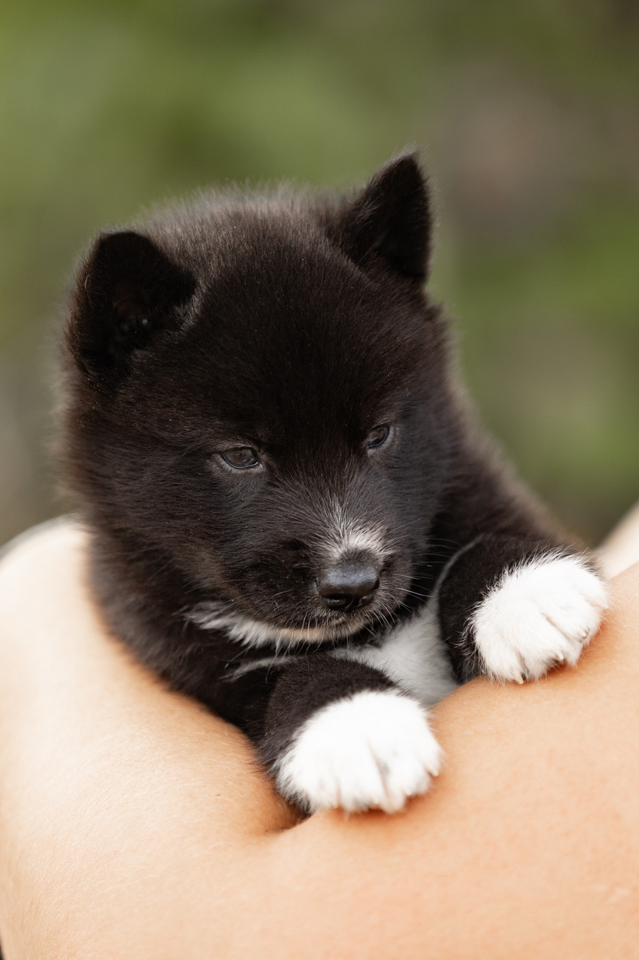 Of Umok's Dreams - Chiots disponibles - Siberian Husky